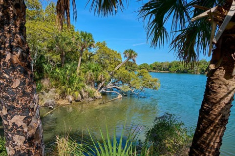 Palm trees in the foreground and clear water with lush vegetation, Haulover Canal, Merritt Island