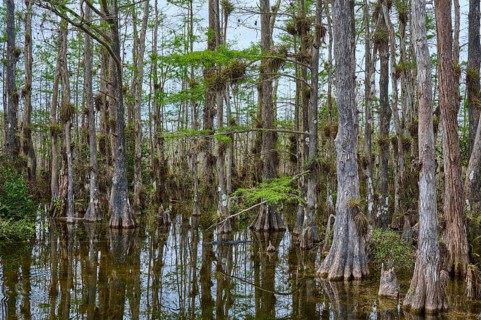 Tall, slender cypress trees in the water under a cloudy sky, surrounded by dense vegetation, Big