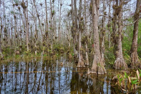 Flooded area with dense, moss-covered cypress trees in the swamp, Big Cypress National Preserve,
