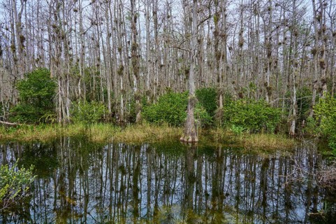 Water with reflection of bald cypress trees against an overcast sky in a marsh, Big Cypress