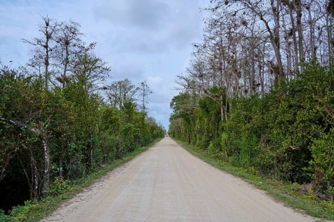 A lonely road between densely overgrown trees under a cloudy sky, Loop Rd Big Cypress National