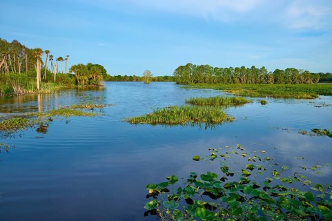 Lakescape with grassy shores and trees, calm water and blue sky, Orlando Wetlands, Christmas,