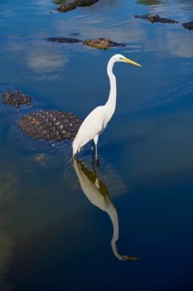 Great Egret (Egretta alba), with an American Alligator (Alligator mississippiensis), in the water