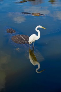 Great Egret (Egretta alba), standing in calm water while an American Alligator (Alligator