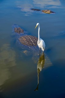 Great White Egret (Egretta alba), next to an American Alligator (Alligator mississippiensis), in