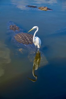 A white egret (Egretta alba), standing calmly next to a swimming American alligator (Alligator