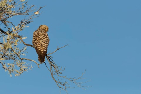 Rock kestrel (Falco rupicolus), sitting on a tree branch, on the lookout, Kgalagadi Transfrontier