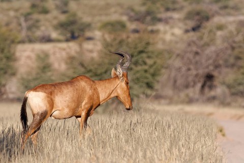 Red hartebeest (Alcelaphus buselaphus caama), adult male walking in tall dry grass, Kgalagadi