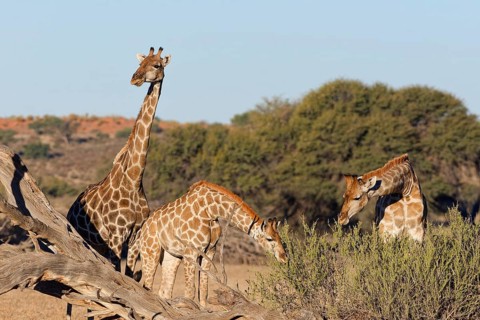 South African giraffes (Giraffa camelopardalis giraffa), adult female with young feeding on leaves,