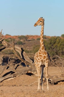 South African giraffe (Giraffa camelopardalis giraffa), adult, animal portrait, evening light,