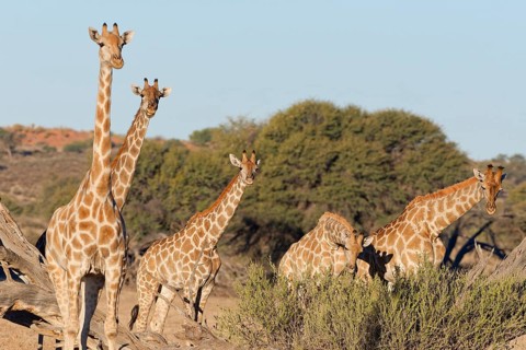 South African giraffes (Giraffa camelopardalis giraffa), two adults with young feeding on leaves,