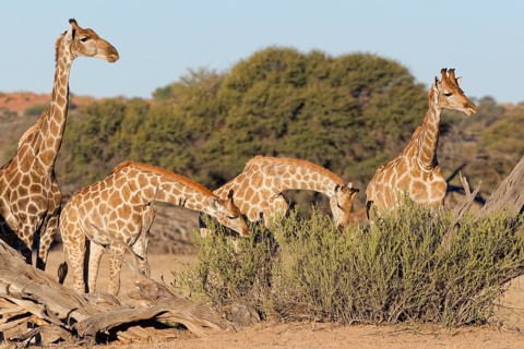 South African giraffes (Giraffa camelopardalis giraffa), adult female with young feeding on leaves,