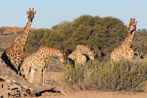 South African giraffes (Giraffa camelopardalis giraffa), adult female with young feeding on leaves,