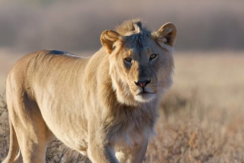 African lion (Panthera leo), walking male looking at camera, early morning, animal portrait,