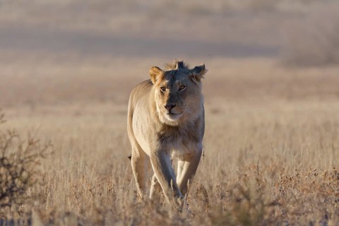 African lion (Panthera leo), male walking in tall dry grass, early morning, backlight, Kgalagadi