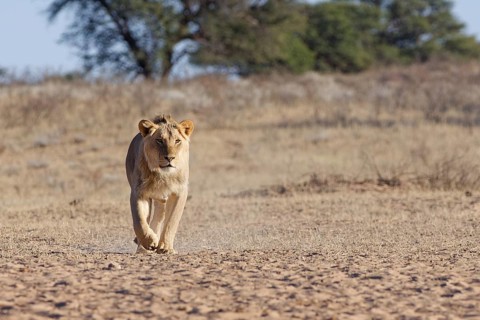 African lion (Panthera leo), male walking in dry grass, towards the waterhole, looking at camera,