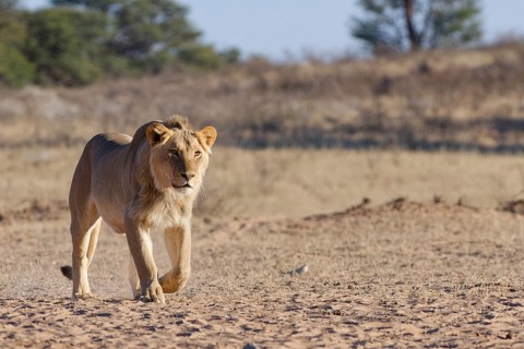 African lion (Panthera leo), male walking towards the waterhole, Kgalagadi Transfrontier Park,