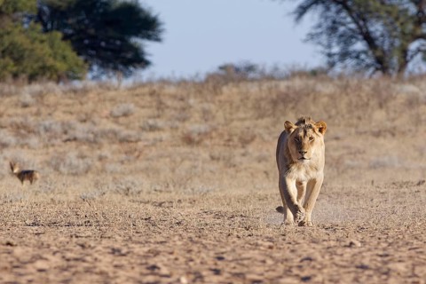 African lion (Panthera leo), male walking in dry grass, towards the waterhole, looking at camera,