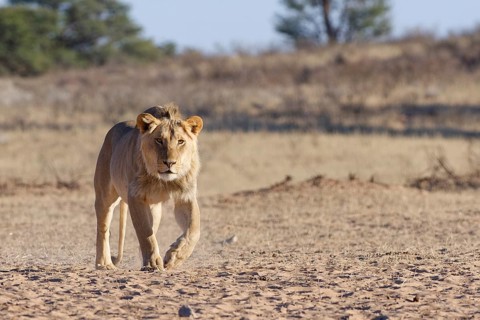 African lion (Panthera leo), male walking towards the waterhole, looking at camera, Kgalagadi