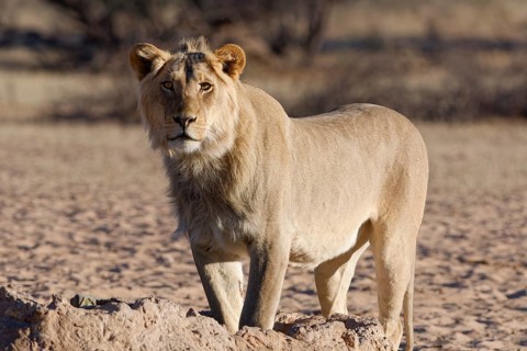 African lion (Panthera leo), male standing at waterhole, looking at camera, alert, Kgalagadi