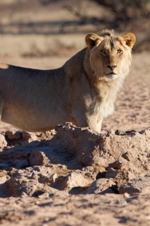 African lion (Panthera leo), male standing at waterhole, looking at camera, alert, Kgalagadi