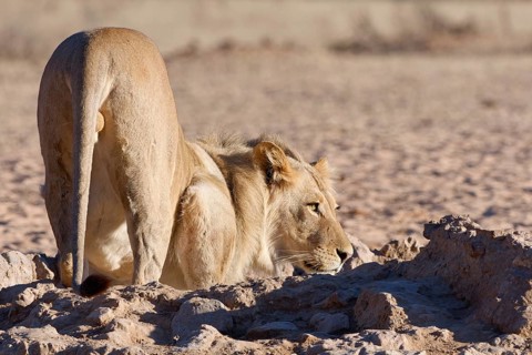 African lion (Panthera leo), male drinking at waterhole, alert, Kgalagadi Transfrontier Park,
