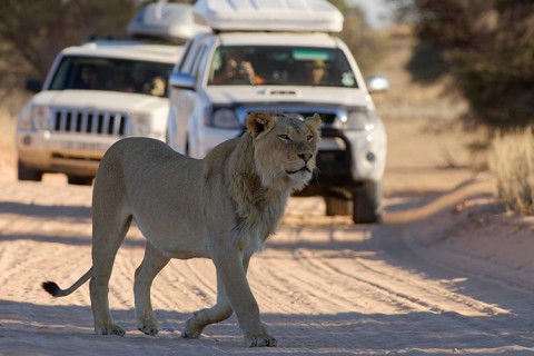 African lion (Panthera leo), male walking on a dirt road, followed by two off-road vehicles with