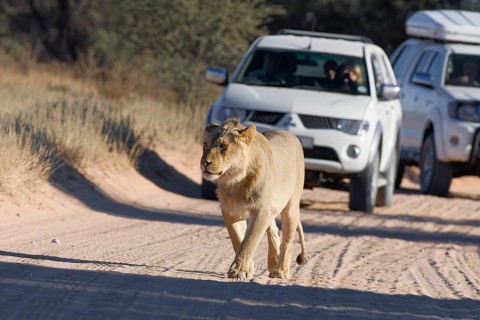 African lion (Panthera leo), male walking on a dirt road, followed by two off-road vehicles with