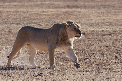 African lion (Panthera leo), male walking in dry grass, backlight, Kgalagadi Transfrontier Park,