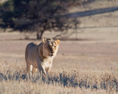 African lion (Panthera leo), male walking in tall dry grass, Kgalagadi Transfrontier Park, Northern