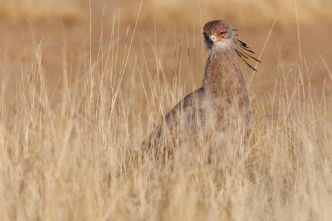 Secretary bird (Sagittarius serpentarius), adult, foraging in tall dry grass, Kgalagadi