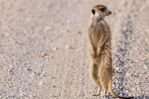 Meerkat (Suricata suricatta), adult, standing on gravel road, in lookout position, alert, Kgalagadi
