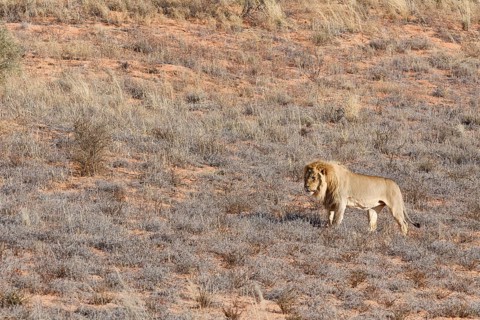 African lion (Panthera leo), male standing on a grassy sand dune, alert, Kgalagadi Transfrontier
