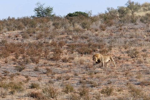 African lion (Panthera leo), male walking on a grassy sand dune, Kgalagadi Transfrontier Park,