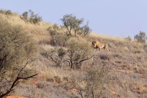 African lion (Panthera leo), male walking on a grassy sand dune, Kgalagadi Transfrontier Park,