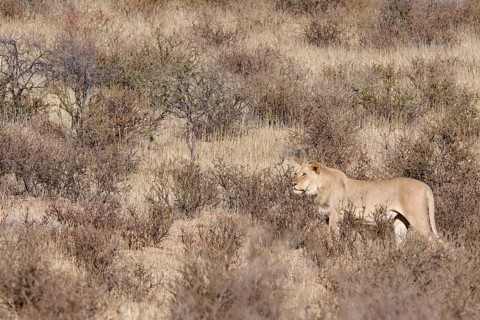 African lion (Panthera leo), male standing on a grassy sand dune, alert, Kgalagadi Transfrontier