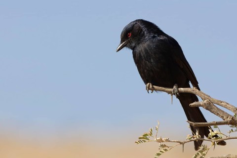 Fork-tailed drongo (Dicrurus adsimilis), adult, sitting on a tree branch, on the lookout, Kgalagadi