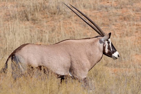 Gemsbok (Oryx gazella), adult male walking in tall dry grass, Kgalagadi Transfrontier Park,