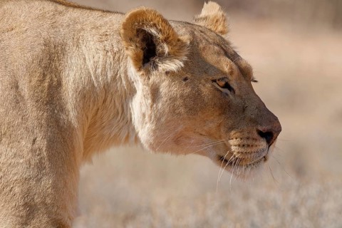 African lion (Panthera leo), lioness walking, close-up of the head, Kgalagadi Transfrontier Park,