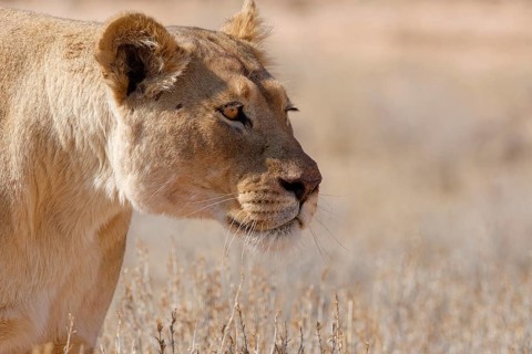African lion (Panthera leo), lioness walking in tall dry grass, close-up of the head, Kgalagadi