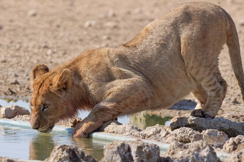 African lion (Panthera leo), young male drinking at waterhole, Kgalagadi Transfrontier Park,