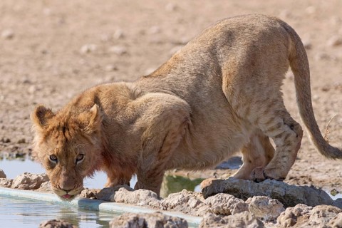 African lion (Panthera leo), young male drinking at waterhole, looking at camera, alert, Kgalagadi