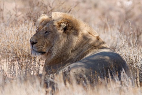 African lion (Panthera leo), lying male resting in tall dry grass, Kgalagadi Transfrontier Park,