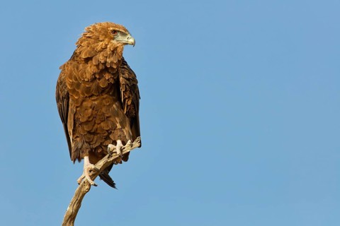 Bateleur eagle (Terathopius ecaudatus), juvenile, sitting on a tree branch, Kgalagadi Transfrontier