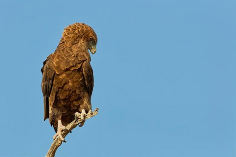Bateleur eagle (Terathopius ecaudatus), juvenile, sitting on a tree branch, Kgalagadi Transfrontier
