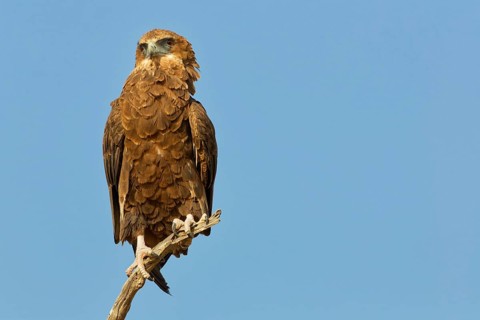 Bateleur eagle (Terathopius ecaudatus), juvenile, sitting on a tree branch, looking towards camera,