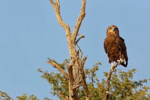 Bateleur eagle (Terathopius ecaudatus), juvenile, sitting on a tree branch, looking at camera,