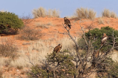 Bateleur eagle (Terathopius ecaudatus), juvenile, with two white-backed vultures (Gyps africanus)