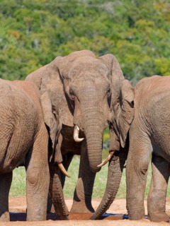 African bush elephants (Loxodonta africana), three adult males drinking at a waterhole, Addo
