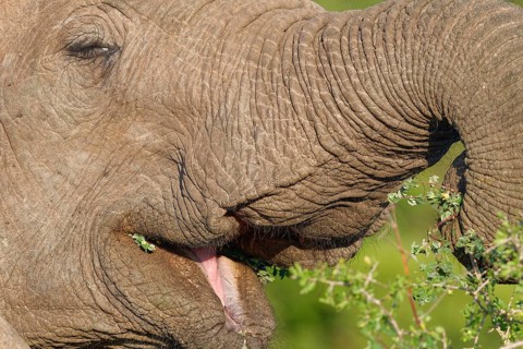 African bush elephant (Loxodonta africana), elephant calf feeding on leafy twigs, close-up of open